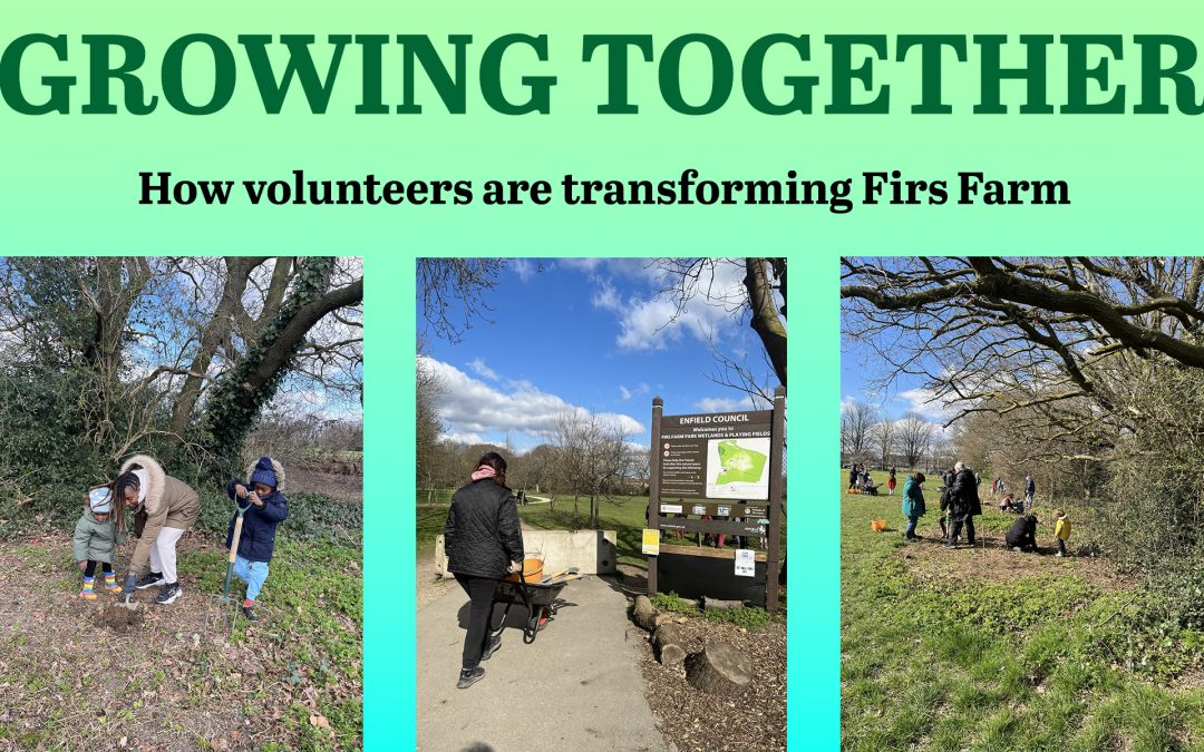 Growing Together: How Volunteers Are Transforming Firs Farm