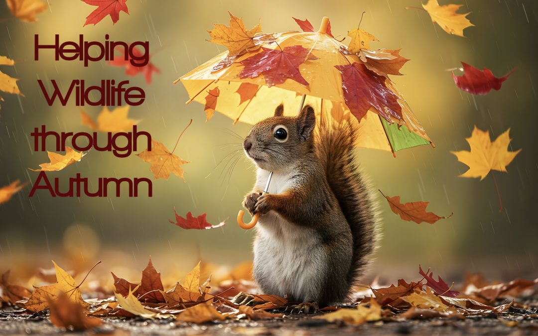 Helping Wildlife in Autumn: Garden Tips for Birds and Hedgehogs