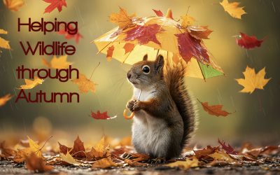 Helping Wildlife in Autumn: Garden Tips for Birds and Hedgehogs